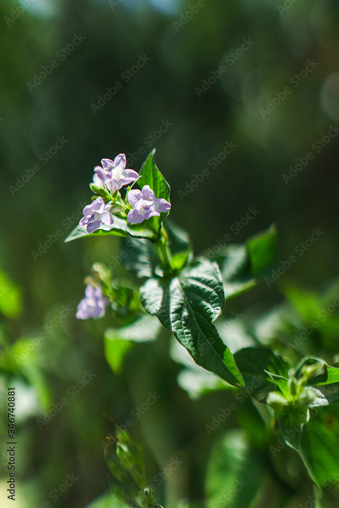Plantes vertes et petites fleurs mauves dans la nature Plantes vertes et petites fleurs mauves dans la nature
