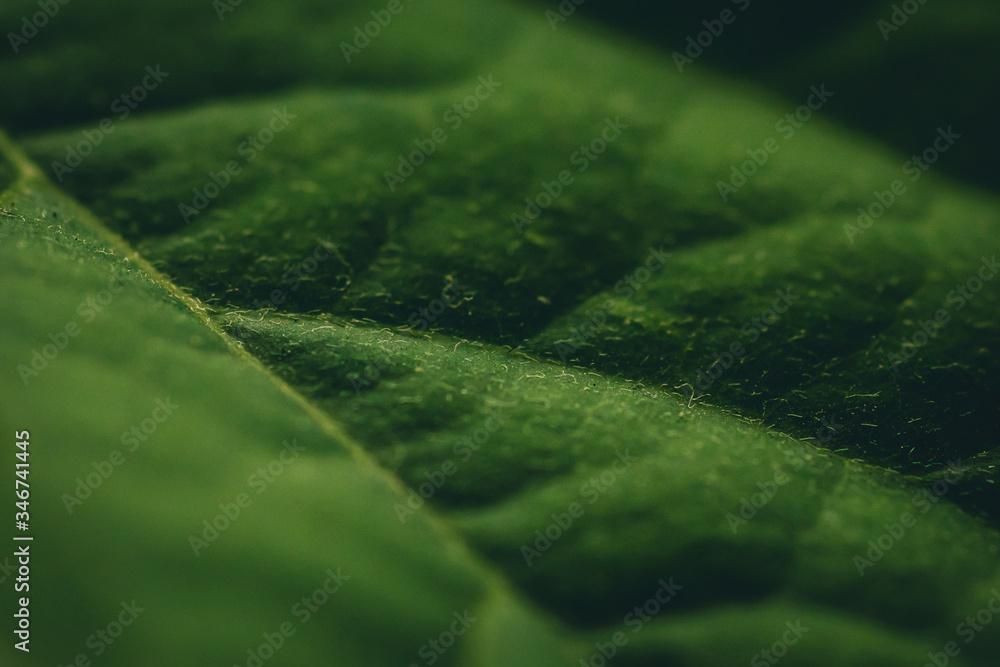 Close up macro photo of a green leaf structure. Dark green leaves with a lot of bokeh or soft focus around. Close up macro photo of a green leaf structure. Dark green leaves with a lot of bokeh or soft focus around.