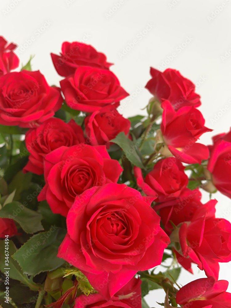 Red roses on a plain background. Bouquet of flowers, red buds.