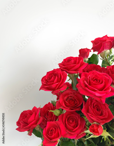Red roses on a plain background. Bouquet of flowers, red buds.