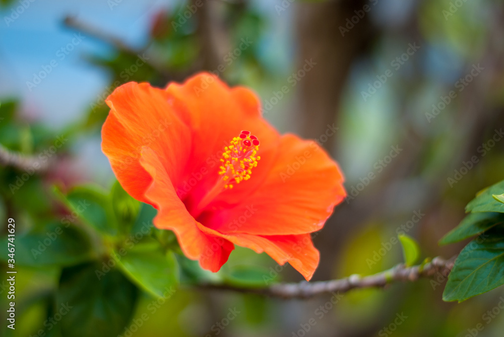 Close-up of orange hibiscus flowers