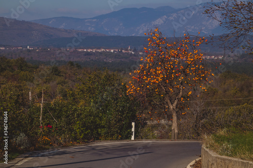 Persimmon or Kaki tree next to a road in Karst region of Slovenia with visible village in the background and the plain of Nanos on a sunny day. photo