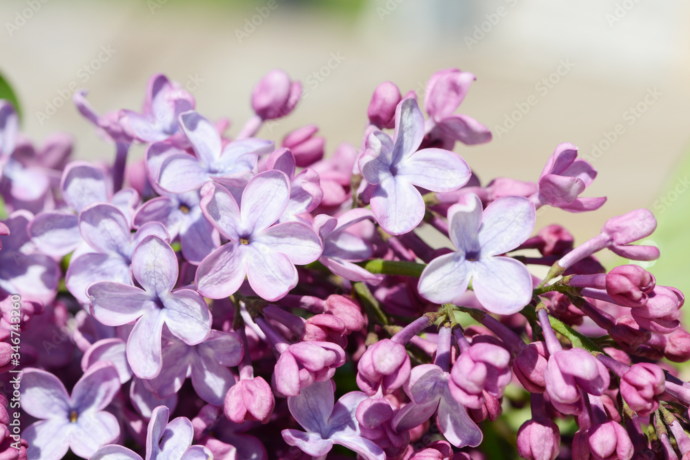 common lilac flowering in the garden in springtime common lilac flowering in the garden in springtime