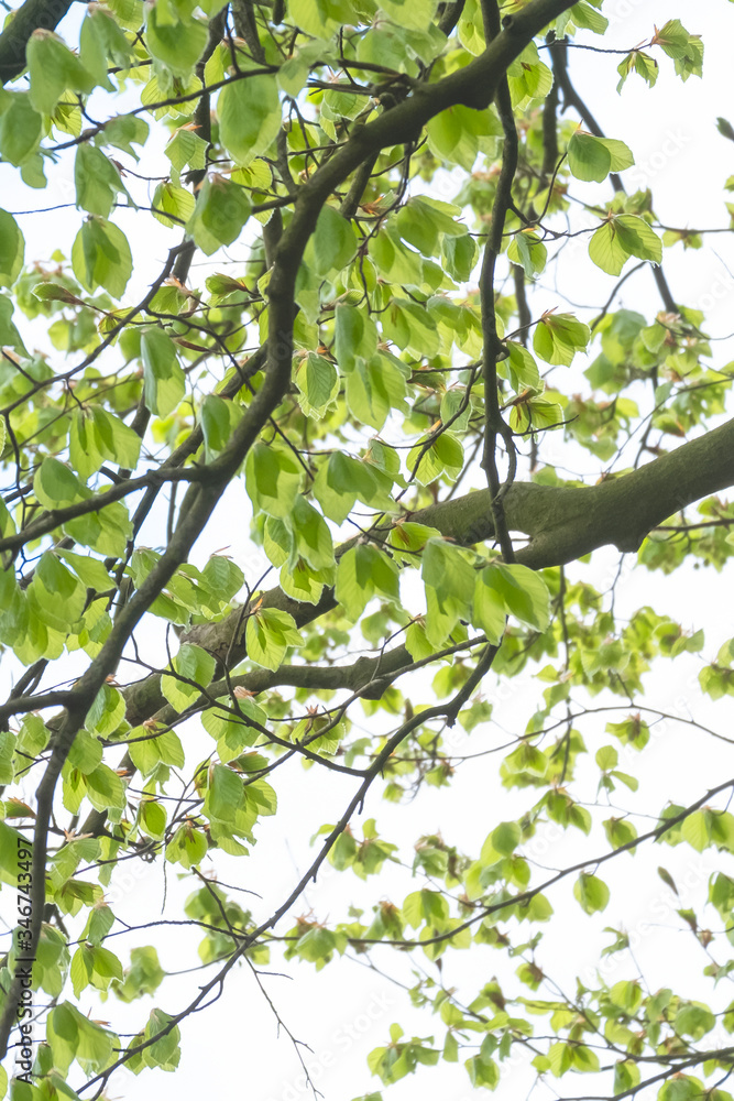 Natural green leaves with branches white background. In springtime Natural green leaves with branches white background. In springtime