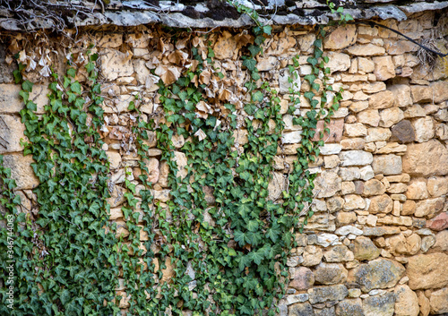 Ivy leaves on the stone old wall