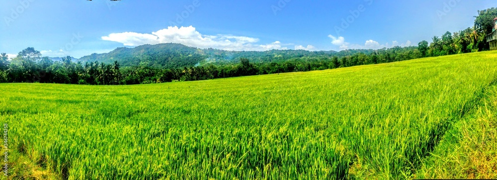 Fototapeta premium green field and blue sky
