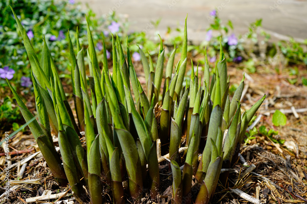 Obraz premium Sprouts of host flowers in early spring