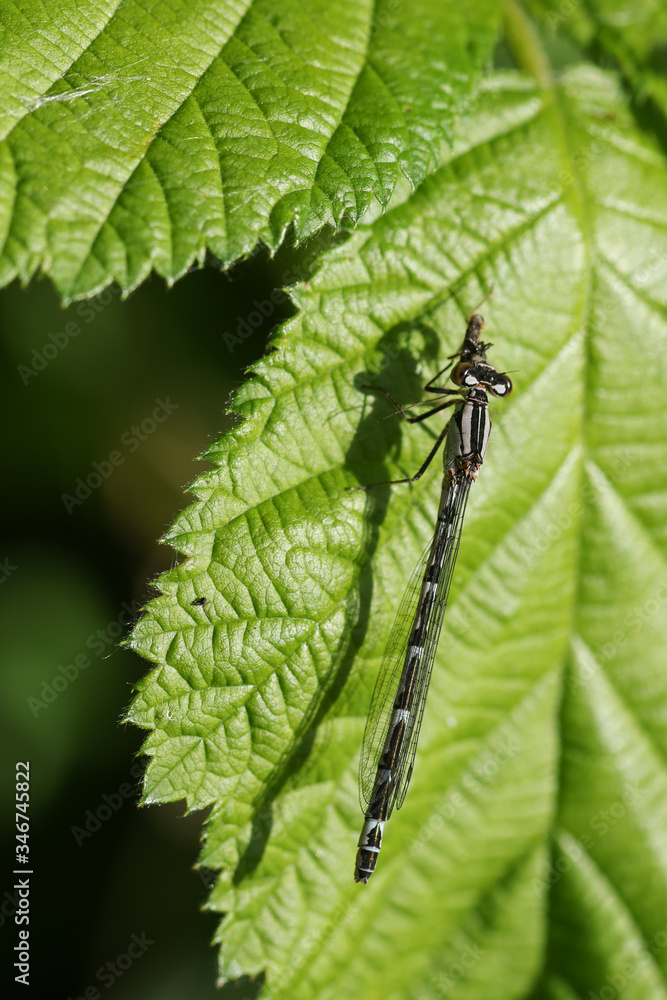 A Common Blue Damselfly, Enallagma cyathigerum, perching on a bramble leaf eating an insect it has just caught. A Common Blue Damselfly, Enallagma cyathigerum, perching on a bramble leaf eating an insect it has just caught.