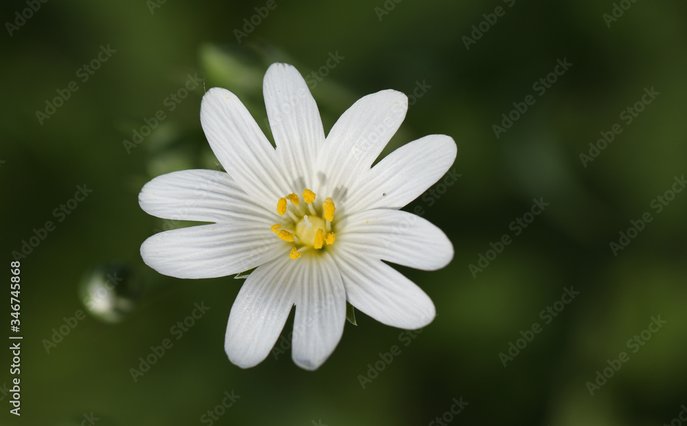 The flower of a pretty Greater Stitchwort plant, Stellaria holostea, growing in the hedgerow in the UK. The flower of a pretty Greater Stitchwort plant, Stellaria holostea, growing in the hedgerow in the UK.