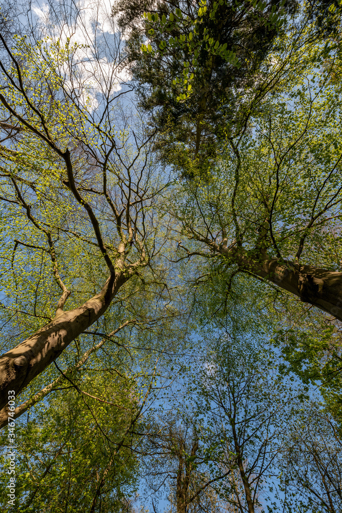 Two trees in a dialogue in a forest seen from below Two trees in a dialogue in a forest seen from below
