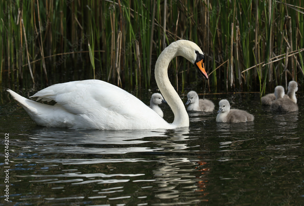 Fototapeta premium A Mute Swan, Cygnus olor, swimming on a lake with her newly hatched cute cygnet.