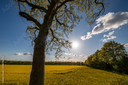 An old oak with rapeseed