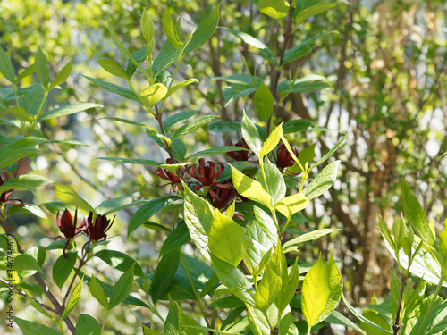 Echte Gewürzstrauch oder Nelkenpfeffer (Calycanthus floridus)
 photo