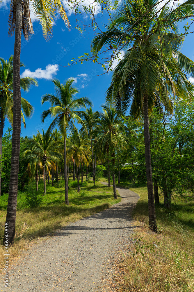 Sentier dans la forêt de cocotiers