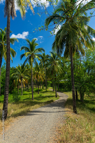 Sentier dans la forêt de cocotiers