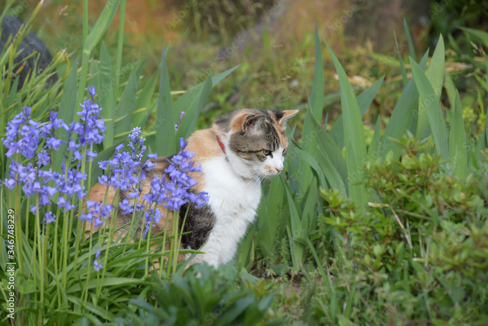 Obraz premium 庭でくつろぐ三毛猫