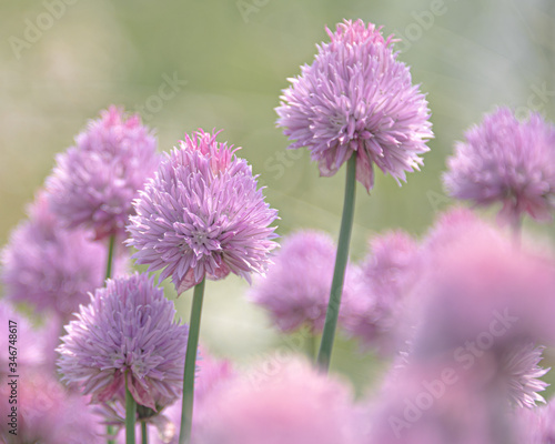                   purple flower   