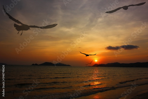 seagull fly with sun set or sun rise background