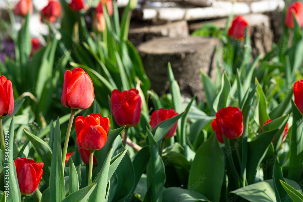 Red tulips grow in a magical garden. Green leaves on a background.