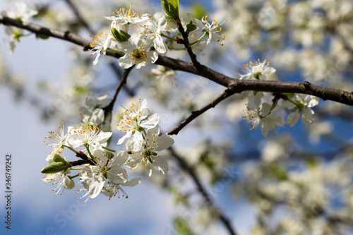 Cherry blossom in spring on background of blue sky with clouds. White flowers on a branch in a garden, soft colors