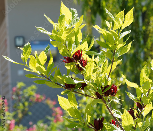 (Calycanthus floridus) Grün und Dunkelroten Frühlingsblüte von Echte Gewürzstrauch oder Nelkenpfeffer photo