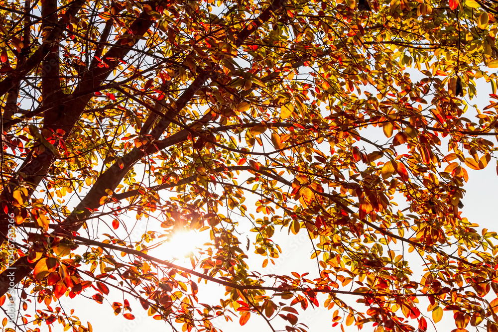 Red and orange leaf tree with sun light