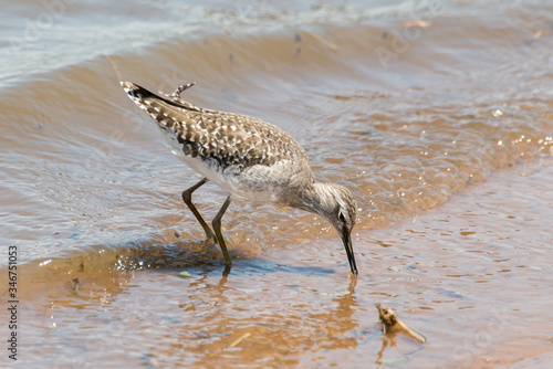 Chevalier sylvain,.Tringa glareola , Wood Sandpiper photo