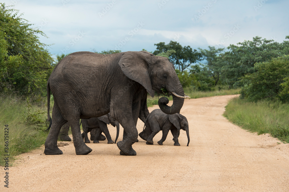 Obraz premium Eléphant d'Afrique, Loxodonta africana, Parc national Kruger, Afrique du Sud