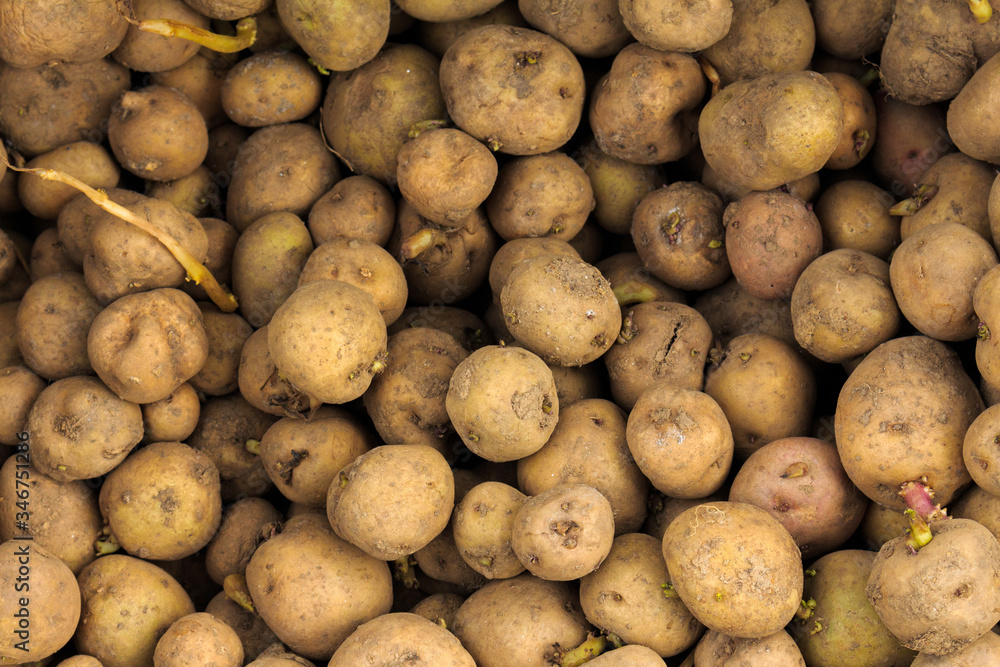 Potatoes for planting Potatoes for planting