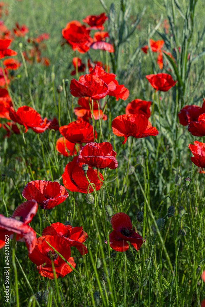 Flowers red poppies bloom in wild field. Beautiful field of red poppies with highlighted focus. Soft light. Toning. Creative Creative Processing Natural Background Flowers red poppies bloom in wild field. Beautiful field of red poppies with highlighted focus. Soft light. Toning. Creative Creative Processing Natural Background