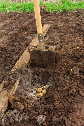 Wallpaper Mural Planting potatoes Torontodigital.ca