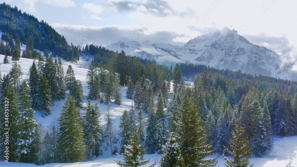 Aerial shot: Amden in winter, piste in cedar forest on snowy mountain backdrop Aerial shot: Amden in winter, piste in cedar forest on snowy mountain backdrop