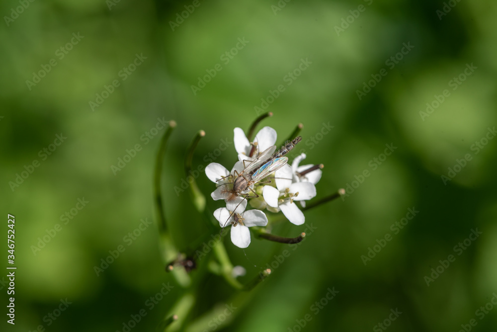 Mosquito sits on a white flower Mosquito sits on a white flower