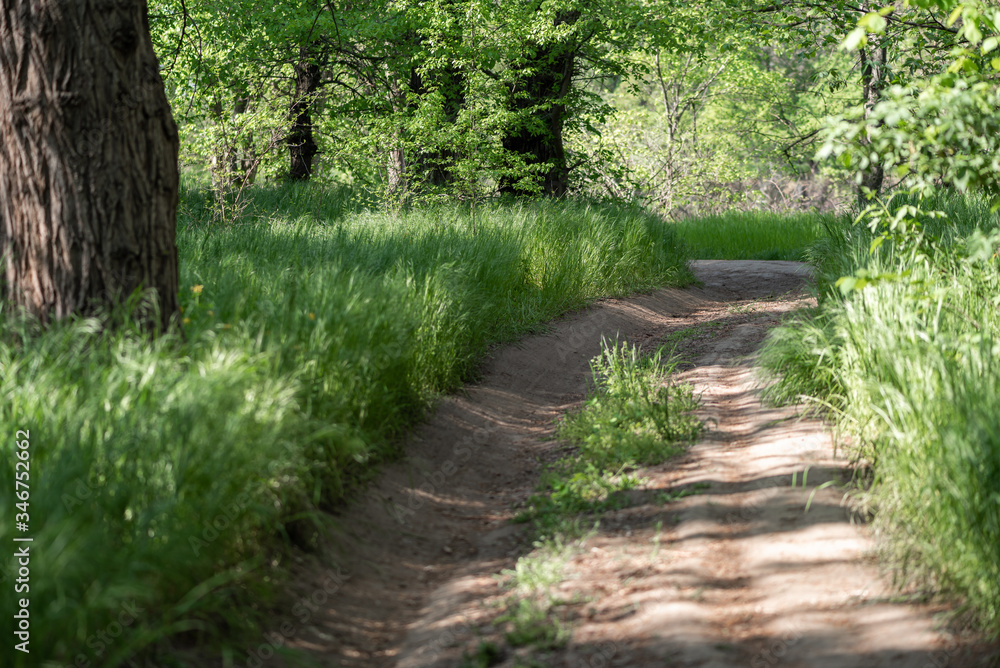Obraz premium Dirt road through the forest