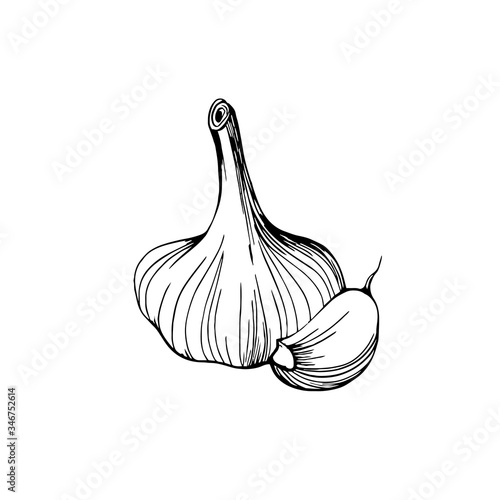 Garlic isolated on a white background. Garlic head and clove. Strengthening the immune system. Hand-drawn vector illustration in the Doodle style.