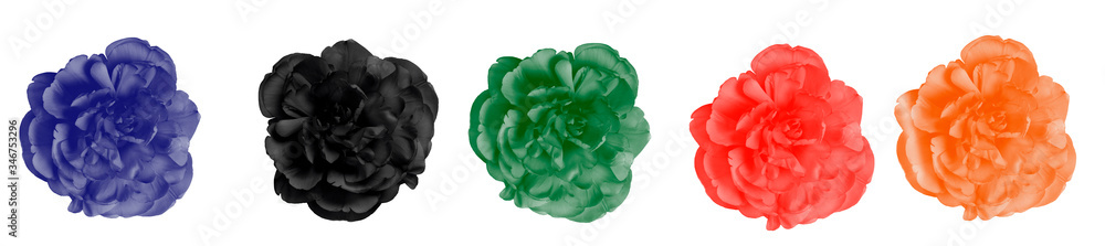 Obraz premium Colorful tulips set on white background