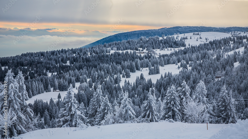 Obraz premium Forêt enneigée