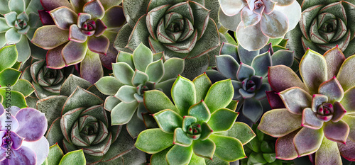 Photos Many beautiful succulent plants as background, top view
