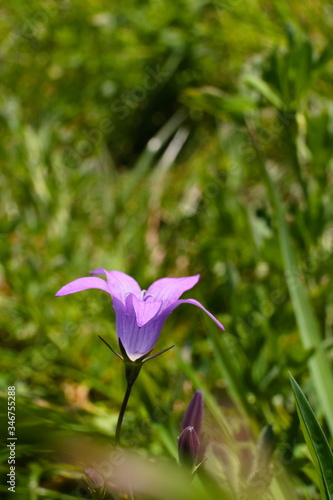 Isolated wild violet flower known as preading bellflower, lit by the afternoon sunlight, scientific name Campanula patula photo