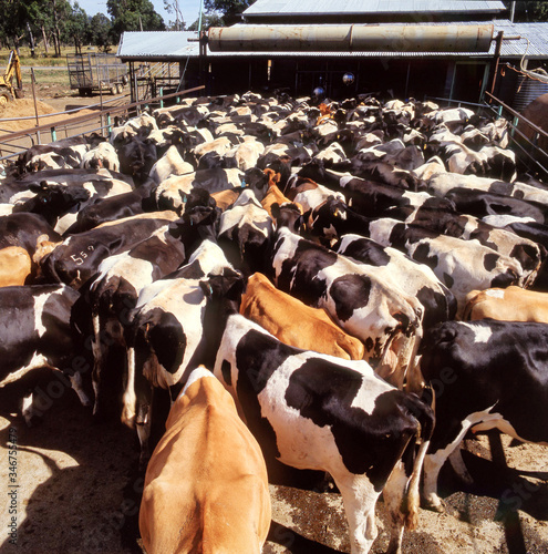 Dairy cows crowded together in the yards photo