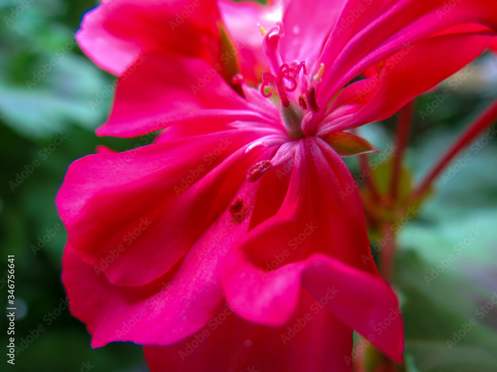 Fototapeta premium pink flower in the garden