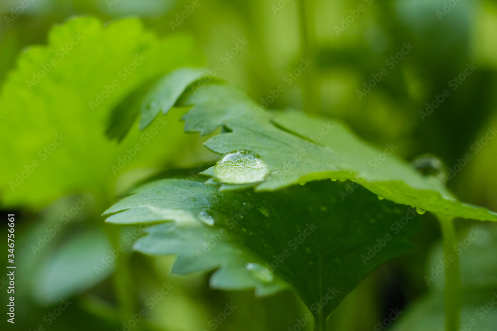 water stain on a piece of cilantro water stain on a piece of cilantro