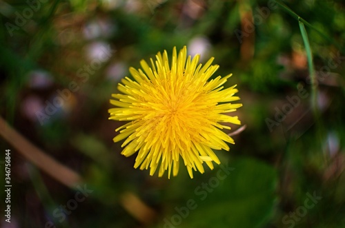 yellow dandelion flower