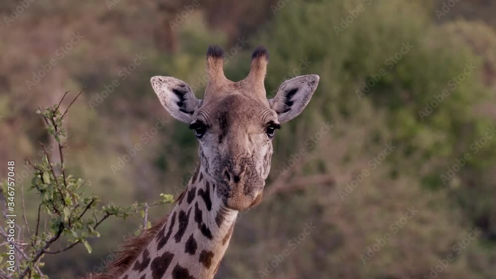 GIRAFFE SHOT AS IT STARES AT THE CAMERA GIRAFFE SHOT AS IT STARES AT THE CAMERA