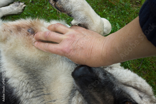 Vet checking  dog corn photo