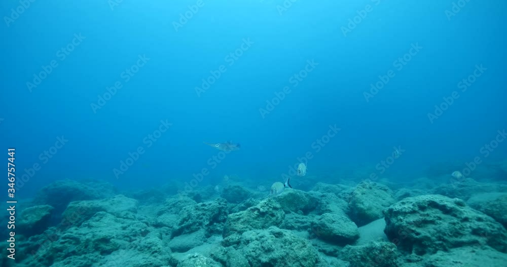 squid underwater close up cuttlefish big eye Loligo vulgaris ocean scenery blue water squid underwater close up cuttlefish big eye Loligo vulgaris ocean scenery blue water
