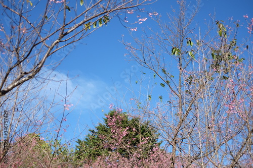 Beautiful flowers  in the spring