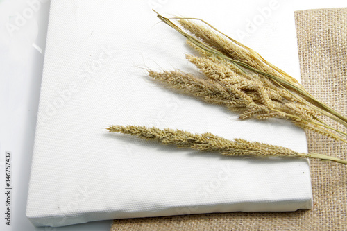 Dried Foxtail millet, scientific name Setaria italica (synonym Panicum italicum L.), the second-most widely planted species of millet, and the most grown millet species in Asia photo