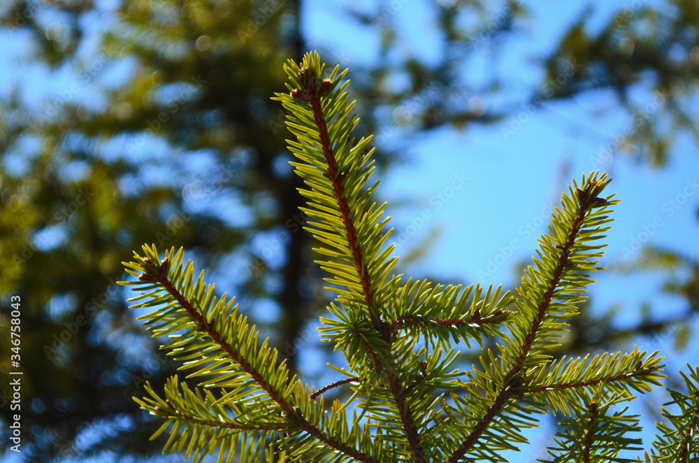 Christmas fir tree branches Background. Christmas pine tree wallpaper. Copy space. Christmas fir tree branches Background. Christmas pine tree wallpaper. Copy space.