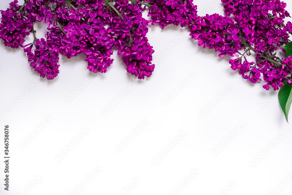 purple lilac on a white background purple lilac on a white background